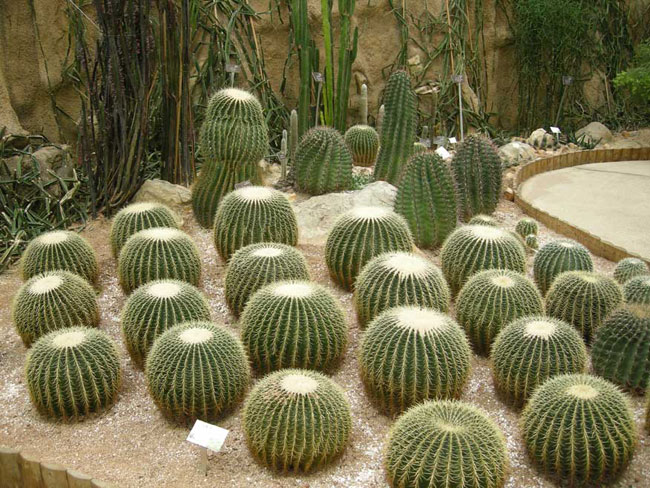 regimented cactus