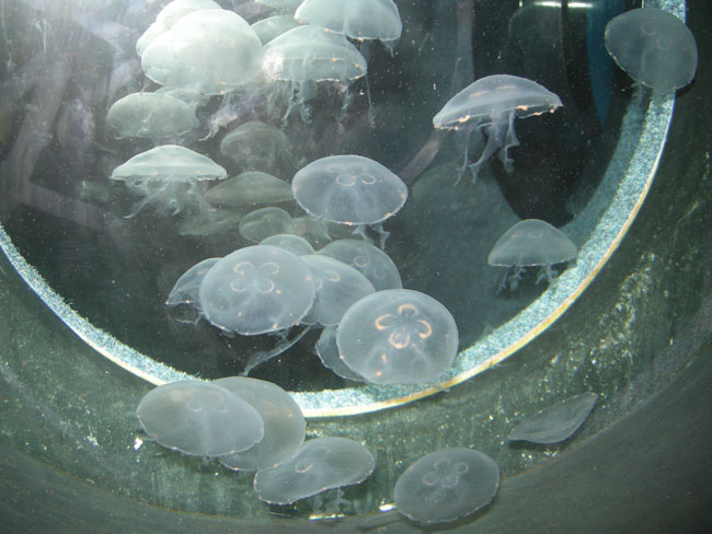 South African Moon jellyfish