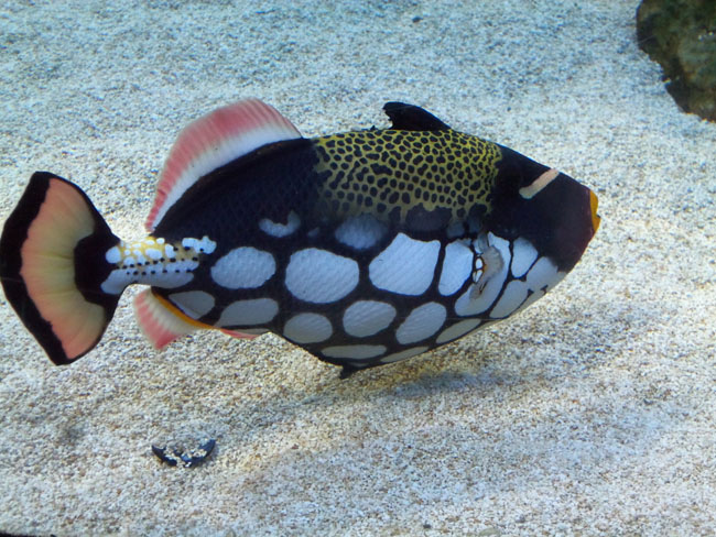 South African Clown Triggerfish 