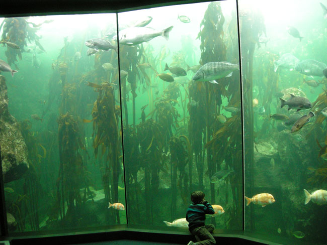 Aquarium Kelp forest
