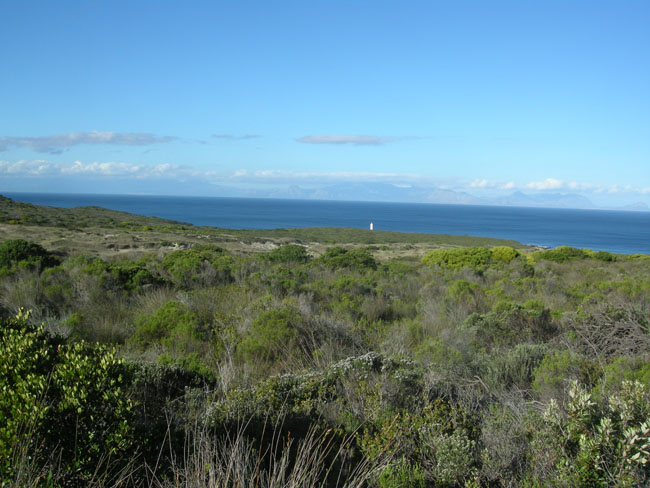 Cape Point vegetation